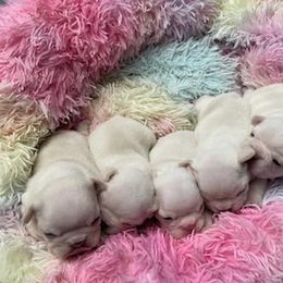 French Bulldog Puppies from Haas Frenchies LLC