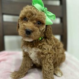 Cali Lime green - Red  female Goldendoodle puppy in Shingle Springs, California from Creamy Retrievers