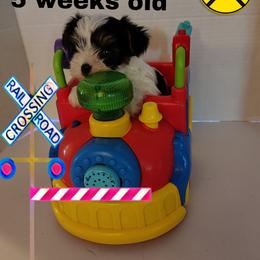 Lacey's black boy - Parti male Yorkshire Terrier puppy in Inverness, Florida from Luvayorkie&more