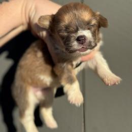 Chanel - Sable female Pembroke Welsh Corgi puppy in East Oakdale, California from Rhettro Kennels