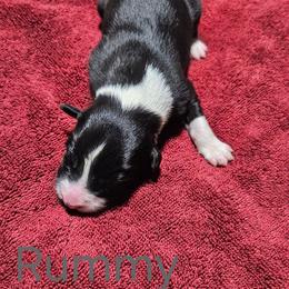 Rummy - Black and white female Border Collie puppy in Goldsboro, North Carolina from J & S Borders