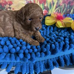 Tinsel - Red  female Poodle puppy in Lawrenceburg, Tennessee from LUV Poodles and Maltipoos