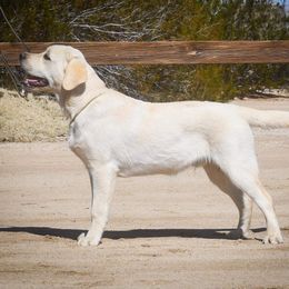 Labrador Retriever Puppies from Wagador Labrador Retrievers
