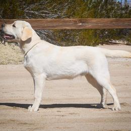 Labrador Retriever Puppies from Wagador Labrador Retrievers