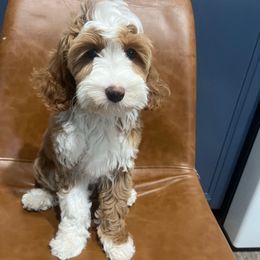 Bentley - Caramel red female Australian Labradoodle puppy in Orange, California from Little Kingdom Doodles