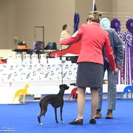 Italian Greyhounds from Serenata Italian Greyhounds