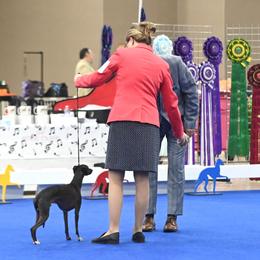Italian Greyhounds from Serenata Italian Greyhounds