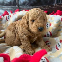 Chase - Red  male Goldendoodle puppy in Mayville, Michigan from Guiding Light Doodles