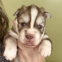 Canyon - Red and white male Siberian Husky puppy in Florence, Kentucky from Moonlight Howl Huskies