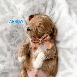 Arrow - Cream male Goldendoodle puppy in Farmington, Utah from Happy Day Doodles