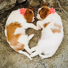 Cavalier King Charles Spaniel Puppies from Cavy Love