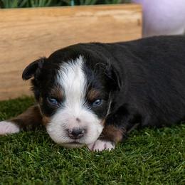 Storm - Black tri male Miniature Australian Shepherd puppy in Granbury, Texas from Best Little Aussies