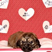 Boy Blue - Cavaton puppy from Lakeshore Cavatons