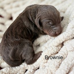 Girl 3 - female Goldendoodle puppy in Washington, Illinois from Lola Bear Goldendoodles