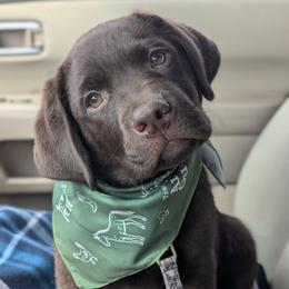 Labrador Retriever Puppies from Puzzles Labradors