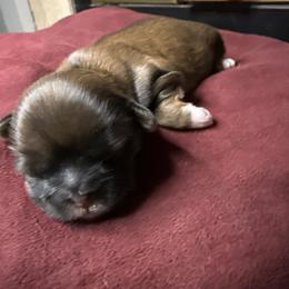 TBD - Chocolate male Shih Tzu puppy in Las Vegas, Nevada from Miracle's Shih Tzus