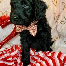 Double Doodle Puppies from Magnolia & Finn Doodles