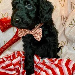 Double Doodle Puppies from Magnolia & Finn Doodles