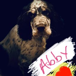 Abby - English Springer Spaniel
