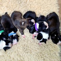 Boston Terrier Puppies from Diamonds In The Ruff Boston Terriers