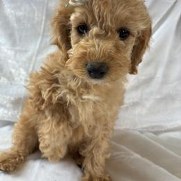 Winter - Red and white female Cockapoo puppy in Adrian, Oregon from ApplebyFarm