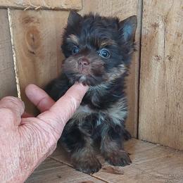 Girl 1 - Chocolate and tan female Yorkshire Terrier puppy in Jamestown, Tennessee from Green Ridge