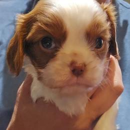 Boy 2 - Blenheim male Cavalier King Charles Spaniel puppy in Wimberley, Texas from Amazing AKC Puppies