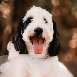 Bernedoodles from Our Doodle Ranch