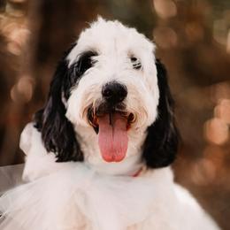 Bernedoodles from Our Doodle Ranch