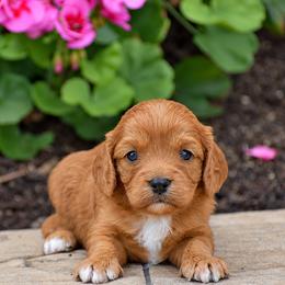 Brittney - Red female Cavapoo puppy in Gap, Pennsylvania from Country View Puppies ( License 18816)