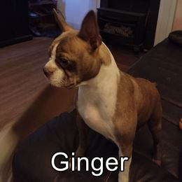 Ginger - Boston Terrier