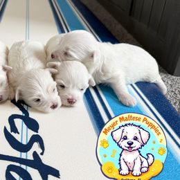 Maltese from Meyer Maltese Puppies - Deltona, FL
