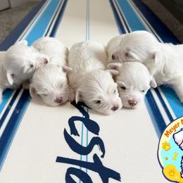 Maltese from Meyer Maltese Puppies - Deltona, FL