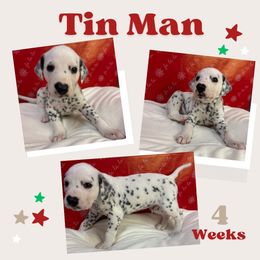 Tin Man - White and black male Dalmatian puppy in Chehalis, Washington from Dalmatian Vacation