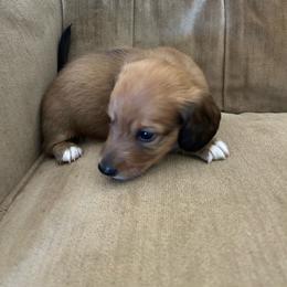 Tiger - Piebald male Dachshund puppy in Delta, Colorado from Wicburg’s Wieners