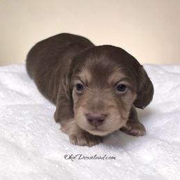 Stanley - Chocolate and cream male Dachshund puppy in Oklahoma City, Oklahoma from OkieDoxieland Dachshunds