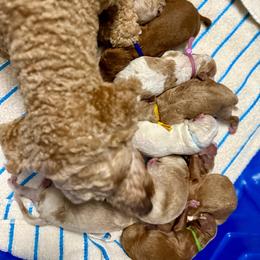Female 2 - Red  female Goldendoodle puppy in Chattanooga, Tennessee from Scenic City Doodles