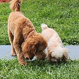 Goldendoodle puppies from Rising Star Kennels