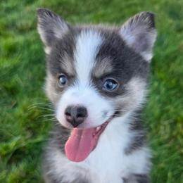 Stella - Blue female Pomsky puppy in Spokane, Washington from CJ White's Poms and Pomskies