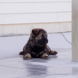 German Shepherd Puppies from Journey's German Shepherds (Kennel Vom Himmel)