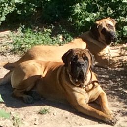 Mastiffs from B & B English Mastiffs