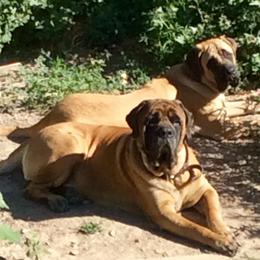 Mastiffs from B & B English Mastiffs