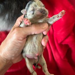 Bluey - Blue merle male Pomeranian puppy in Somerset, Kentucky from Perez Pomeranians