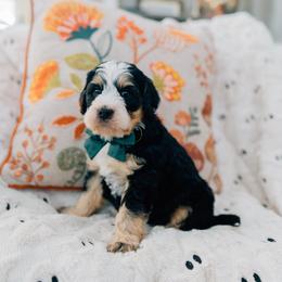 Milk - Tri-color male Bernedoodle puppy in Murray, Utah from Sun Valley Doodles