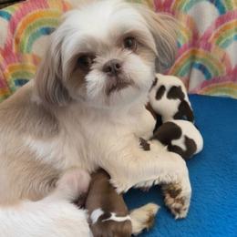 Gracie - Shih Tzu