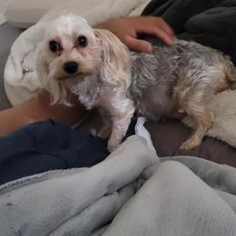 Princess - Yorkshire Terrier