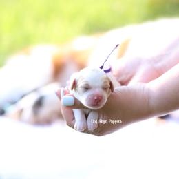 Sultana (Purple Collar Female) - Blenheim female Cavapoo puppy in Republic, Missouri from Red Skye Puppies