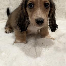 Max - Cream male Dachshund puppy in Charleston, Illinois from Gooddach’s Dachshunds