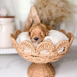 Bandit - Apricot male Goldendoodle puppy in Ooltewah, Tennessee from Allison Family Doodles