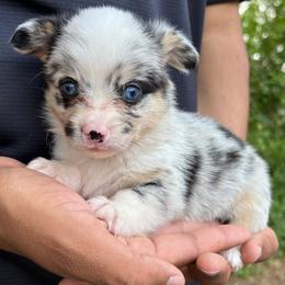 American Corgi and Pembroke Welsh Corgi Puppies from Grassy Lake Corgis